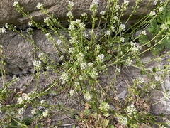Cochlearia danica