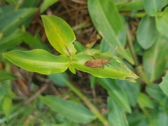 Gonocerini