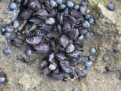 Brachidontes rostratus