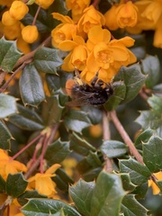 Bombus