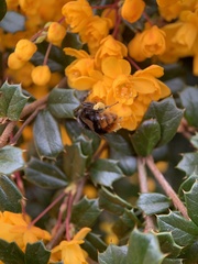 Bombus