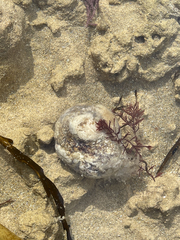 Pyura praeputialis