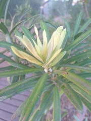 Podocarpus latifolius
