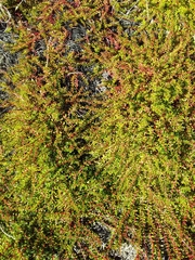 Laurembergia repens