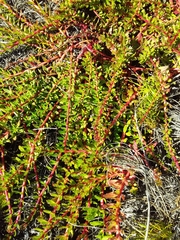 Laurembergia repens