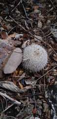 Mammillaria haageana haageana