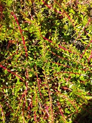 Laurembergia repens