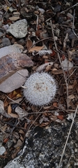 Mammillaria haageana haageana