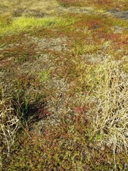 Laurembergia repens