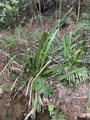 Pandanus kaida