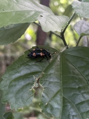 Nicrophorus nepalensis