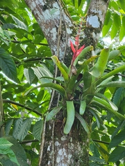 Aechmea nudicaulis image