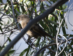 Pachycephala olivacea