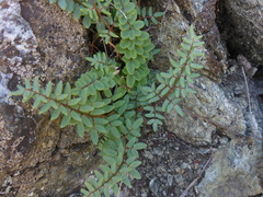 Pellaea andromedifolia