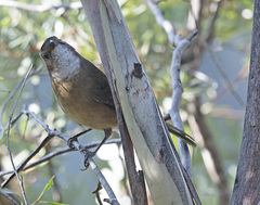Pachycephala olivacea