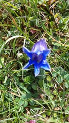 Gentiana acaulis