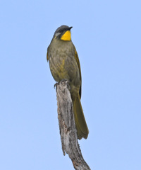 Nesoptilotis flavicollis