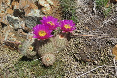Echinocereus reichenbachii baileyi
