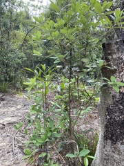 Acacia confusa