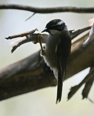 Melithreptus validirostris