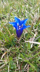 Gentiana acaulis