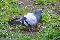 Columba livia