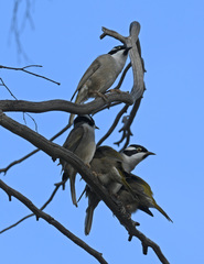 Melithreptus validirostris