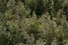 Atriplex paludosa