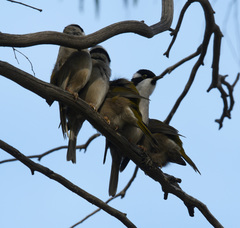 Melithreptus validirostris