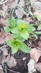 Saponaria officinalis