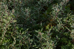 Atriplex paludosa