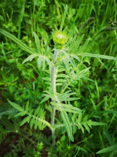 Dirvinė buožainė nuotrauka