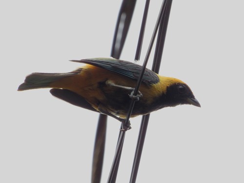 Stilpnia cayana