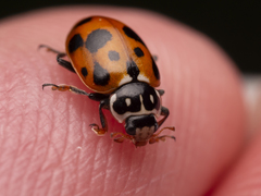 Hippodamia variegata