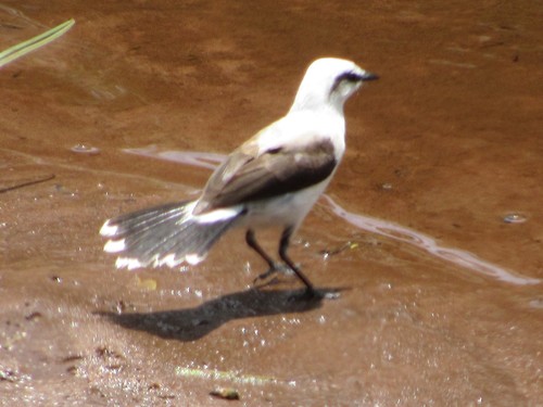 Fluvicola nengeta