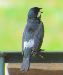 Sporophila lineola