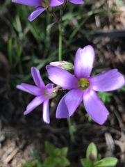 Oxalis livida