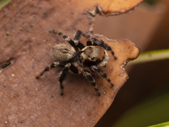 Maratus griseus