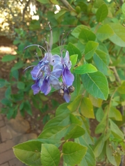 Rotheca myricoides