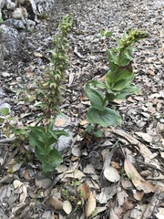 Epipactis helleborine tremolsii