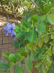 Rotheca myricoides