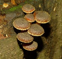 Hypholoma brunneum image
