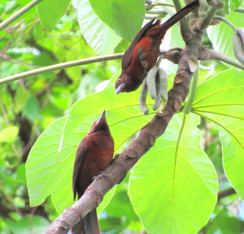 Habia rubica