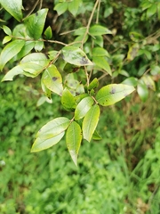 Myrtus communis