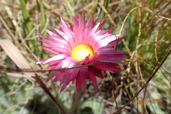 Helichrysum ecklonis