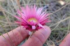 Helichrysum ecklonis
