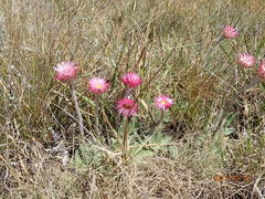 Helichrysum ecklonis
