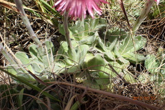 Helichrysum ecklonis