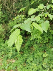 Ostrya carpinifolia