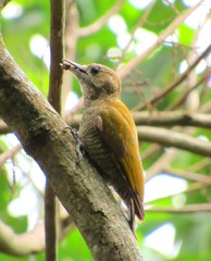 Dryobates passerinus